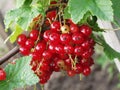 Red currants in the garden Royalty Free Stock Photo