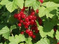Red currants in the garden Royalty Free Stock Photo