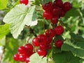 Red currants in the garden Royalty Free Stock Photo
