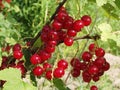 Red currants in the garden Royalty Free Stock Photo