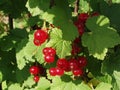 Red currants in the garden Royalty Free Stock Photo