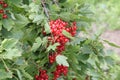 Red currants in the garden Royalty Free Stock Photo