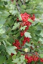 Red currants in the garden Royalty Free Stock Photo