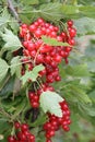 Red currants in the garden Royalty Free Stock Photo