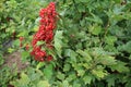 Red currants in the garden Royalty Free Stock Photo