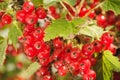 Red currants in the garden/Red currants in the garden. Close up Royalty Free Stock Photo