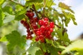 Red currants in the garden, close-up Royalty Free Stock Photo