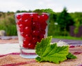Red Currants in the glass Royalty Free Stock Photo