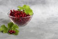 Red currants and green leaves on a dark background. Vitamin cocktail Royalty Free Stock Photo