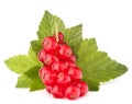 Red currants and green leaves still life