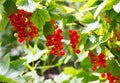 Red currants growing in a country garden