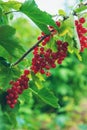 Red currants growing in the garden. Selective focus. Royalty Free Stock Photo