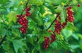 Red currants growing in the garden. Selective focus. Royalty Free Stock Photo