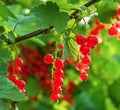 Red Currants Growing In The Garden Royalty Free Stock Photo