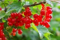 Red Currants Growing In The Garden Royalty Free Stock Photo