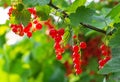Red Currants Growing In The Garden Royalty Free Stock Photo