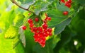 Red Currants Growing In The Garden Royalty Free Stock Photo