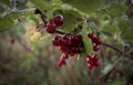 Red currants growing in summer Royalty Free Stock Photo