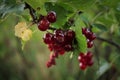 Red currants growing in summer Royalty Free Stock Photo
