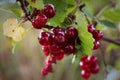 Red currants growing in summer Royalty Free Stock Photo