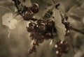 Red currants growing in summer Royalty Free Stock Photo