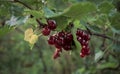Red currants growing in summer Royalty Free Stock Photo