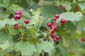 Red Currants Royalty Free Stock Photo