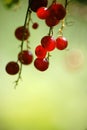 Red currants Royalty Free Stock Photo