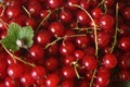 Red currants with snail Royalty Free Stock Photo