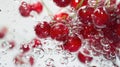 Red currants submerged in water with air bubbles on a white background Royalty Free Stock Photo