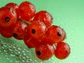 Red currants with waterdrops on green background