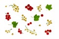 Red currants and white currants on white background Royalty Free Stock Photo