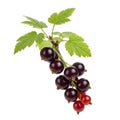 red current berries, black current berries, current berries, fresh berries Royalty Free Stock Photo
