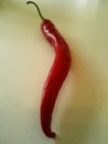 Red curved chilipepper Royalty Free Stock Photo