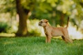 Red cute Belgian Griffon dog on green grass