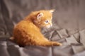 Red cute kitten Maine Coon,looks to the side, on a gray background Royalty Free Stock Photo