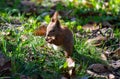 a red cute squirrel enjoying a nut Royalty Free Stock Photo