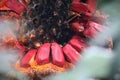 RED CYCAD SEEDS ON CONE Royalty Free Stock Photo