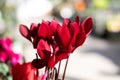 Red cyclamen flowers.