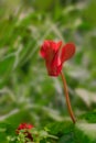 Red cyclamen Myrsinaceae, Primulaceae on the green blurred background Royalty Free Stock Photo