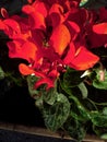 Red Cyclamen Plant