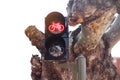 Red cycle bike traffic light in the european city. Urban traffic light with stoplight sign for cyclists and pedestrians Royalty Free Stock Photo