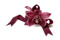 Red Cymbidium Royalty Free Stock Photo