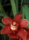 Red Cymbidium Orchid