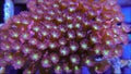 Red cyphastrea coral underwater