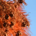 Red cypress cones on blue sky Royalty Free Stock Photo