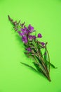 Red cypress flower Ivan pink, on a green background. Willow is a grass isolated on a green background.