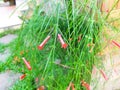 Red cypress vine flower. Royalty Free Stock Photo