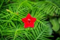 Red cypress vine flower Royalty Free Stock Photo