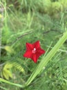 Red cypress vine flower Royalty Free Stock Photo